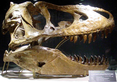 Nicholas Cage’s Tarbosaurus Skull Came from Convicted Fossil Thief