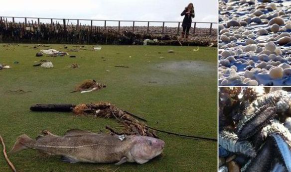 Wild Weather Unearths Bombs, Sea Mice and Dinosaurs!