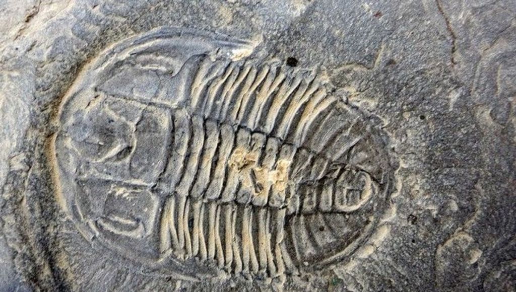 Fossil in Shale